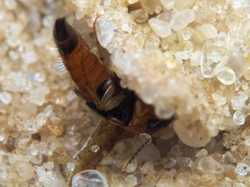 Lordithon lunulatus (Linnaeus, 1761)